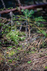 Tiny tree growing next to a morel mushroom near Eagle point Oregon