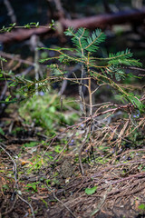 Tiny tree growing next to a morel mushroom near Eagle point Oregon