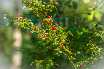 Obraz premium red berries on a branch