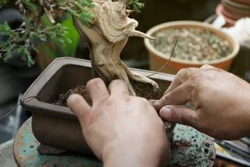 Fotobehang Bonsai Making of bonsai trees, Wiring a tree into the pot. Handmade accessories wire and scissor bonsai tools, stand of bonsai, Concept Bonsai.  © Nori Wasabi