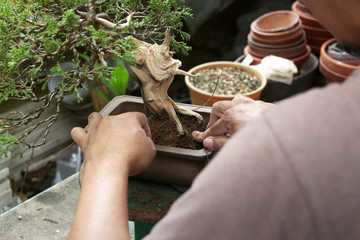 Making of bonsai trees, Wiring a tree into the pot. Handmade accessories wire and scissor bonsai tools, stand of bonsai, Concept Bonsai.
