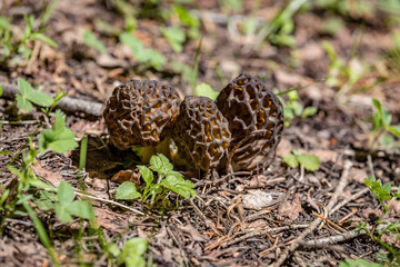 Three fresh wild morel mushrooms grow on the forest floor between pine needles and branches