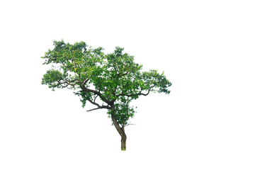 Fototapeta na wymiar the brown tree with branch and green leaves on white background isolated