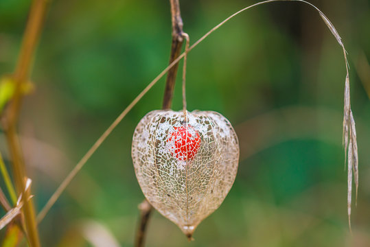 Physaleae fruit close up in the garden