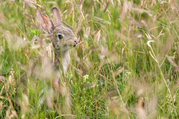 rabbit in the green field