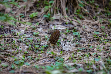 Naklejka na ściany i meble Fresh wild morel mushroom hiding on the forest floor with old decaying leaves next to it
