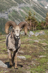 ait of a Bighorn Sheep