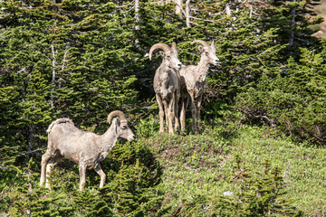 herd of sheep on pasture