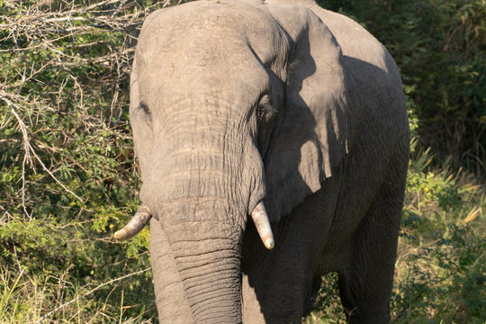 A close-up view of an African Elephant in the wild, South Africa.