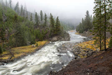 river flowing in the forest