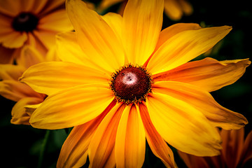 Orange Black-Eyed Susan - Rudbeckia Fulgida - Flowers