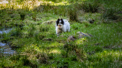 Obraz na płótnie Canvas Fluffy pomeranian stands in a marshy meadow next to running water and grass tufts in Oregon