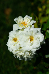 La belleza de la naturaleza