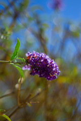 La belleza de la naturaleza