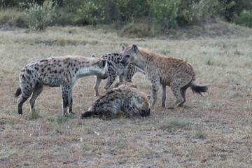 Group of spotted hyenas, Masai Mara National Park, Kenya.