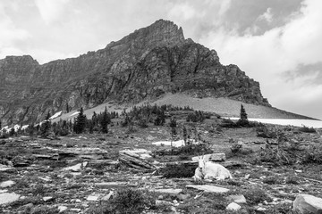 mountain goat at glacier national park