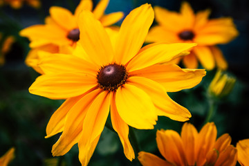 Orange Black-Eyed Susan - Rudbeckia Fulgida - Flowers