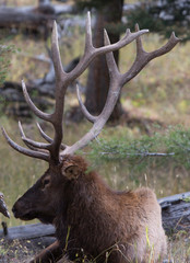 Great male deer in the forest, Yellowstone National Park, Wyoming, USA