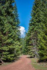 Fototapeta na wymiar Red dirt road winds between close full evergreen trees with striking blue sky in the middle and a fluffy white cloud