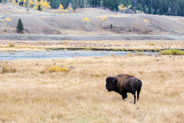Bison, Yellowstone National Park, Wyoming, USA	