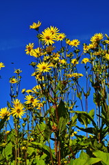 blossoms of a cup plant Silphium perfoliatum