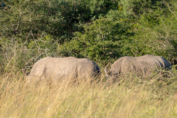 White rhinoceros hidden in long grass in South Africa.