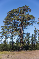Giant tree in the middle of pine forest, Tenerife, Spain