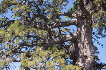 Giant tree in the middle of pine forest, Tenerife, Spain