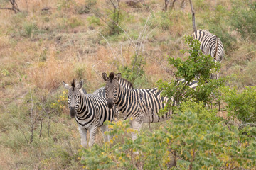 Fototapeta na wymiar A small herd of zebra in the wild, South Africa.