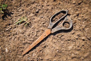 Old scissors on the ground. Old and rusty scissors. Red soil and green grass
