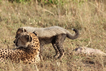 Cheetah mom and cub, Masai Mara National Park, Kenya.