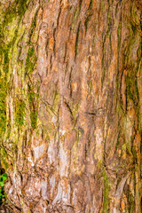 Texture of bark of ancient mighty oak tree trunk with moss and lichen
