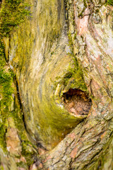 Texture of bark of ancient mighty oak tree trunk with moss and lichen