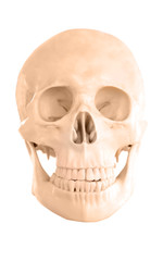 human skeleton isolated on white background