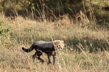 Cheetah cub in the grass, Masai Mara National Park, Kenya.