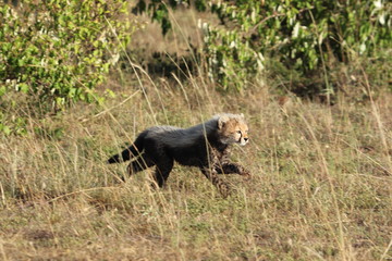 Fototapeta na wymiar Cheetah cub running, Masai Mara National Park, Kenya.
