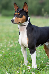 A charming young girl brings up a puppy Basenji in the Park on the green grass. The concept care for Pets.