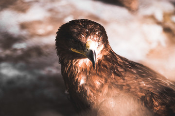 headshot of hawk eagle.
