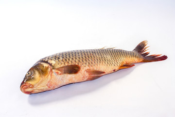 Crucian carp closeup on a light background, side view of a fish. Live fish with smooth fins. River fish