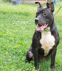 pit bull 2