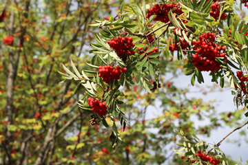 Obraz premium Branches of European Mountain Ash Rowan tree with ripe berries.
