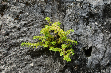 ブロック塀に生える植物