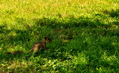 A squirrel running around gathering acorns.