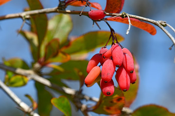 Berberitze / Sauerdorn (Berberis vulgaris) - barberry