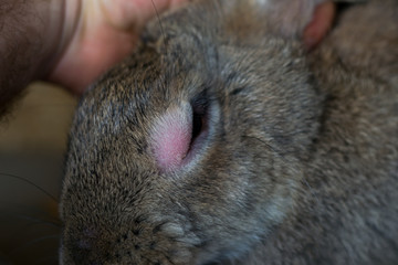 Myxomatosis Photos Royalty Free Images Graphics Vectors