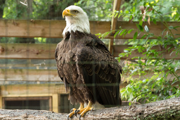 bald eagle