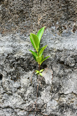 ブロック塀に生える植物