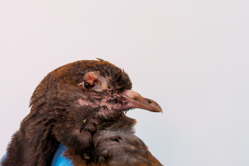 Poxvirus Infection in Birds. The pigeon with  avian pox infection