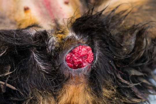 Canine transmissible venereal tumour (CTVT) — Transmissible Cancer Group in female dog, Sticker sarcoma