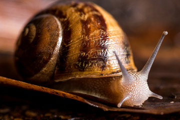 Snail close-up